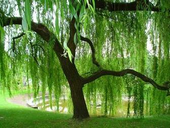 Weeping Willow Romantic Trees