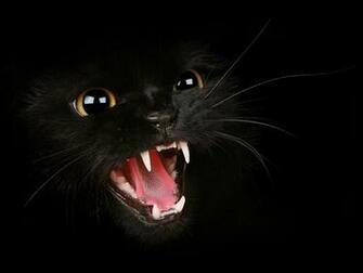 Cute Black Cat Wallpaper Wwe