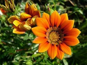 7art Flowers Screensaver Amazing In Beautiful