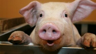 Pigs Wallpaper