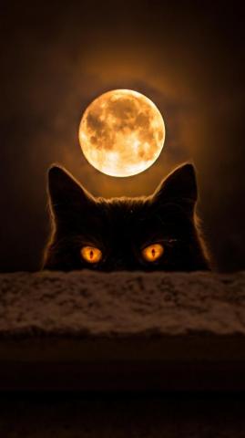 Cat Moon Wallpaper By Efforfake
