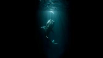 Whale Black Fish Underwater Ocean HD Wallpaper Creative And