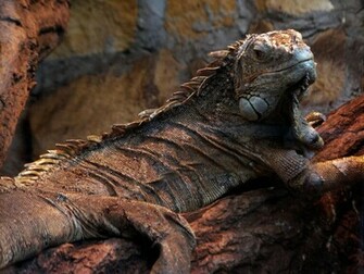 Iguana Wallpaper