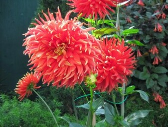 Exotic Flowers Wallpaper HD
