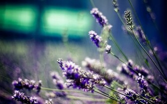 Flower Wallpaper Purple Lavender