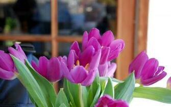 Wallpaper Beautiful Tulips