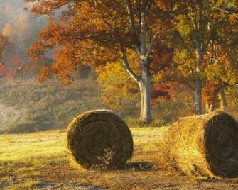 Autumn Trees Hay Bales Field
