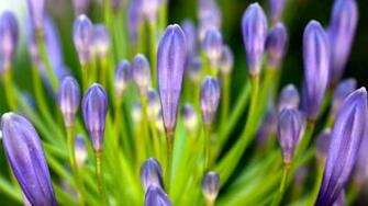 HD Wallpaper Flowers 1080p Image Gallery