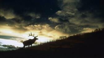 Sunset Deer Wallpaper