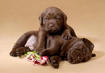 Chocolate Labrador Puppies By Mmr2001
