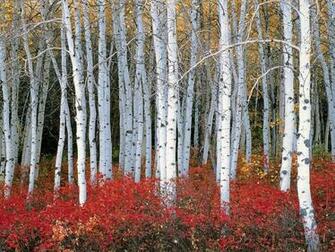 Aspen Autumn Nature Forests HD Desktop Wallpaper