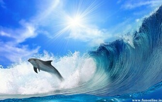 Dolphin Wallpaper Friendly Fish Dolphins