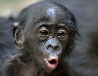 Funny Monkey Tattoo Wide Wallpaper