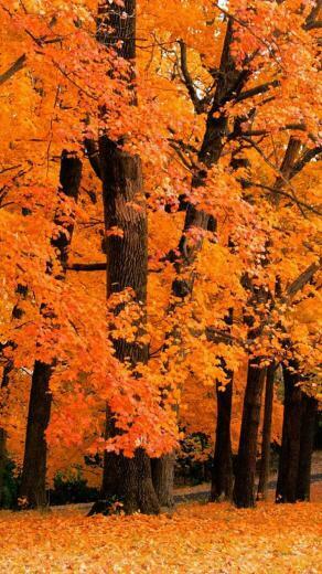 Wallpaper Fall Autumn Cuptakes Phone