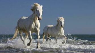 Horse Racing Wallpaper For Desktop Looks Hot