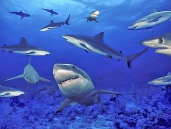 Ocean Life HD Funny Wallpaper