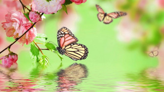 Full Screen HD Desktop Wallpaper