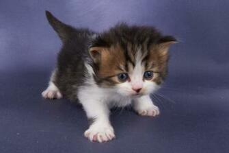 Baby Kitten Wallpaper