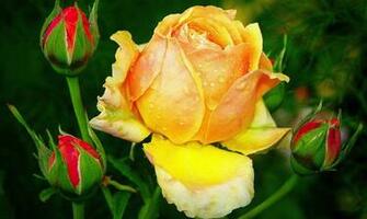 Yellow Color Flower Wallpaper