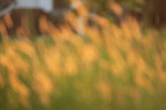 Blurry Background Stock Photo Public Domain Pictures