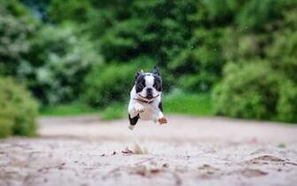 HD Dogs Wallpaper And Photos Animals