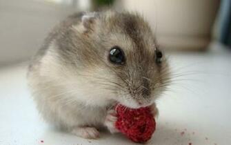 Hamster Gemes Wallpaperbook Net