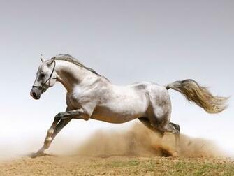 Running Horse Wallpaper White Horses For Desktop
