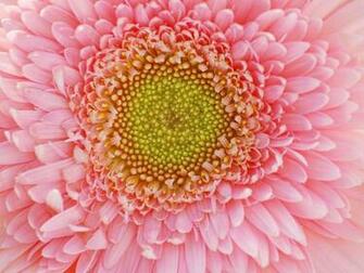 Flower Petals Wide HD Wallpaper Expert