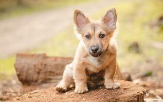 Dogs Welsh Corgi Puppy Animals Wallpaper Background
