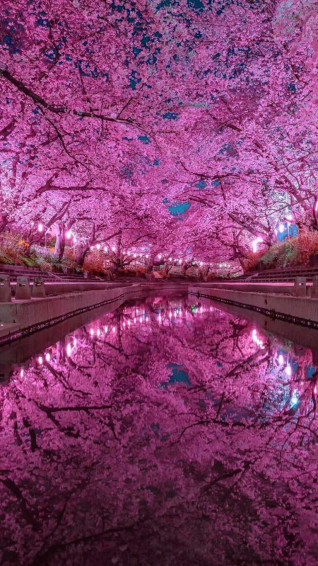 Sakura Wallpaper