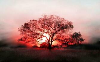 Hq Tree Sun Wallpaper