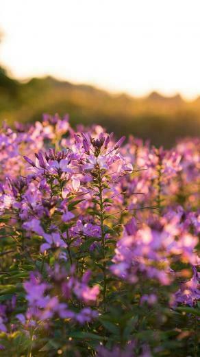 Lavenders On A Sunny Hill Wallpaper