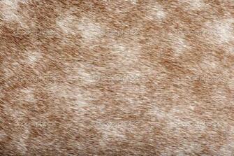 Brown And White Wallpaper HD Lovely