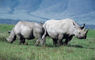 The Wildlife Wallpaper Desktop
