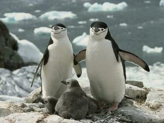 Penguins Family Wallpaper Saversplanet