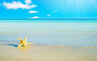 Ocean Starfish Wallpaper