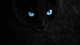 Black Cat With Blue Eyes On A Background Wallpaper And Image