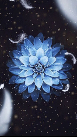 Mobile Phone Wallpaper Flower Mobilesmspk Net