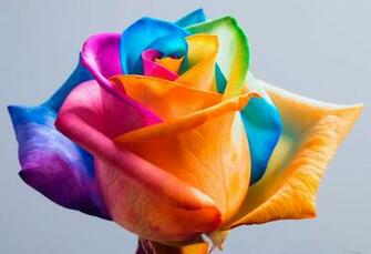 HD Wallpaper U Best Rainbow Flower