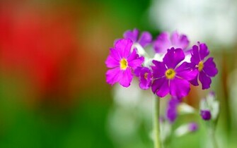 Pretty Purple Macro Wallpaper