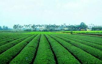 Tea Plantation Wallpaper And Background Image Net