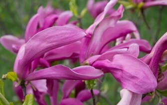 Purple Magnolias Wallpaper Flower