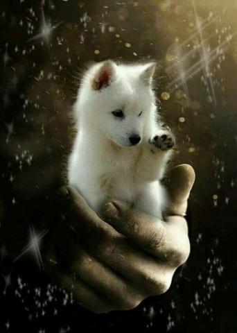 Karin Van Hoof On Mystique Baby Wolves Cute Cartoon