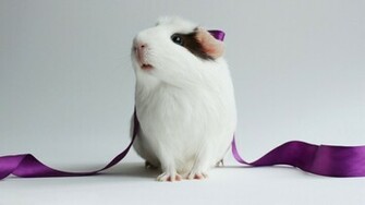 Related Pictures Cute And Funny Pig Wall Background Pics Car
