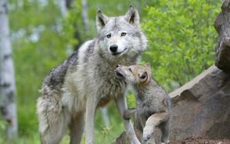 Cute Wolf Baby Wallpaper A