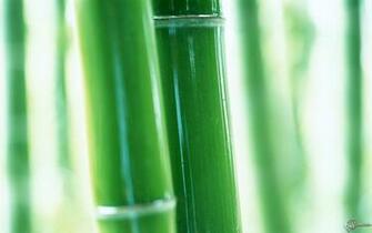 Bamboo Plants Wallpaper HDw Eweb4
