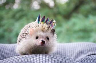 Cute Pictures HD Image Stock Photos On