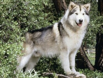 Alaskan Malamute Wallpaper HD