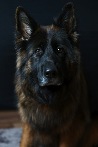 Big Dog Wallpaper