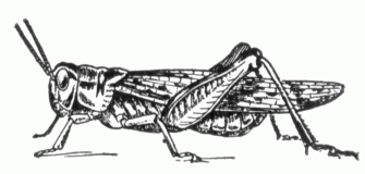 Black Locust Clipart Wallpaper